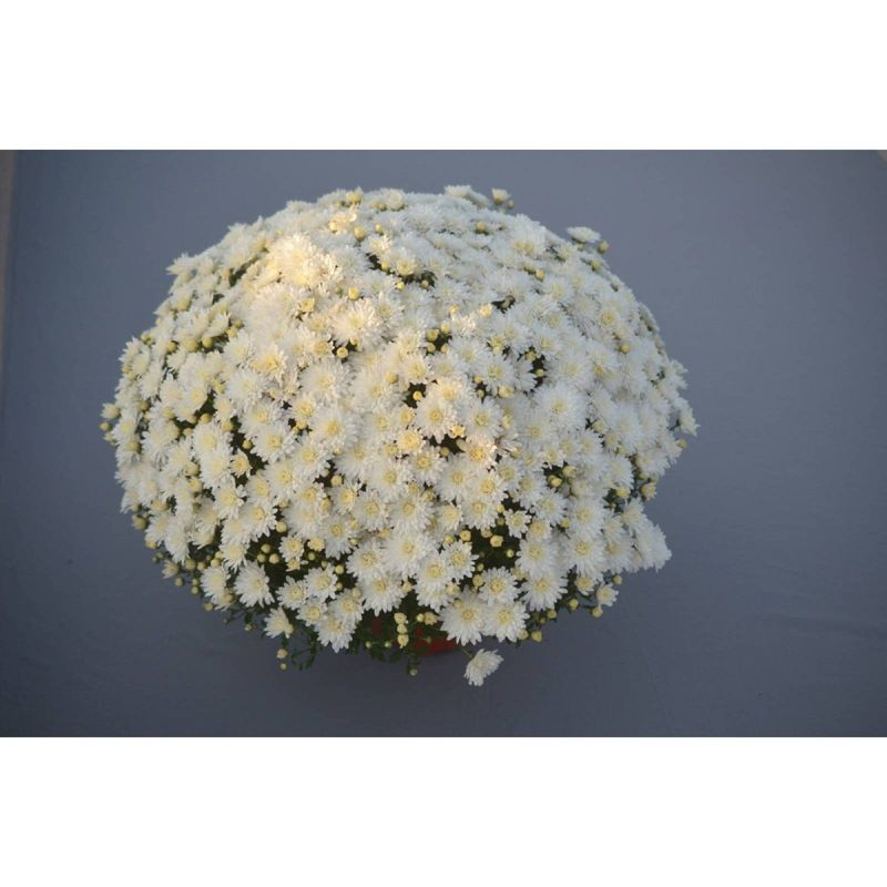 8" White Chrysanthemum Plant with Orange Blooms - National Plant Network