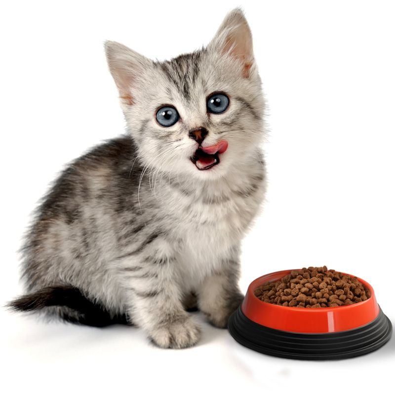 Gibson Kitty Chow 4 pc Pet Combo Set