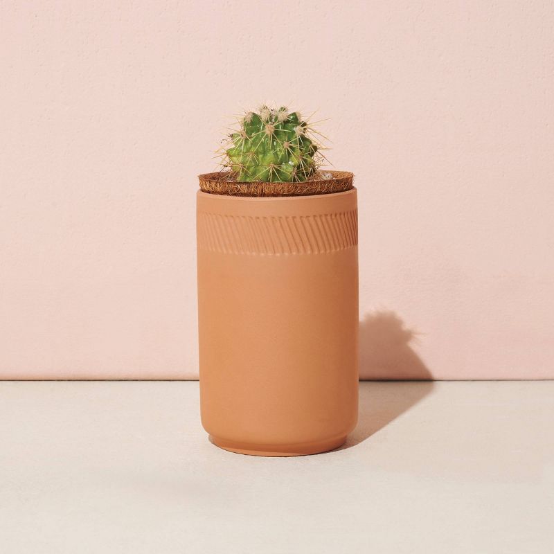 Van Zyverden Roses Mikado Root Stock