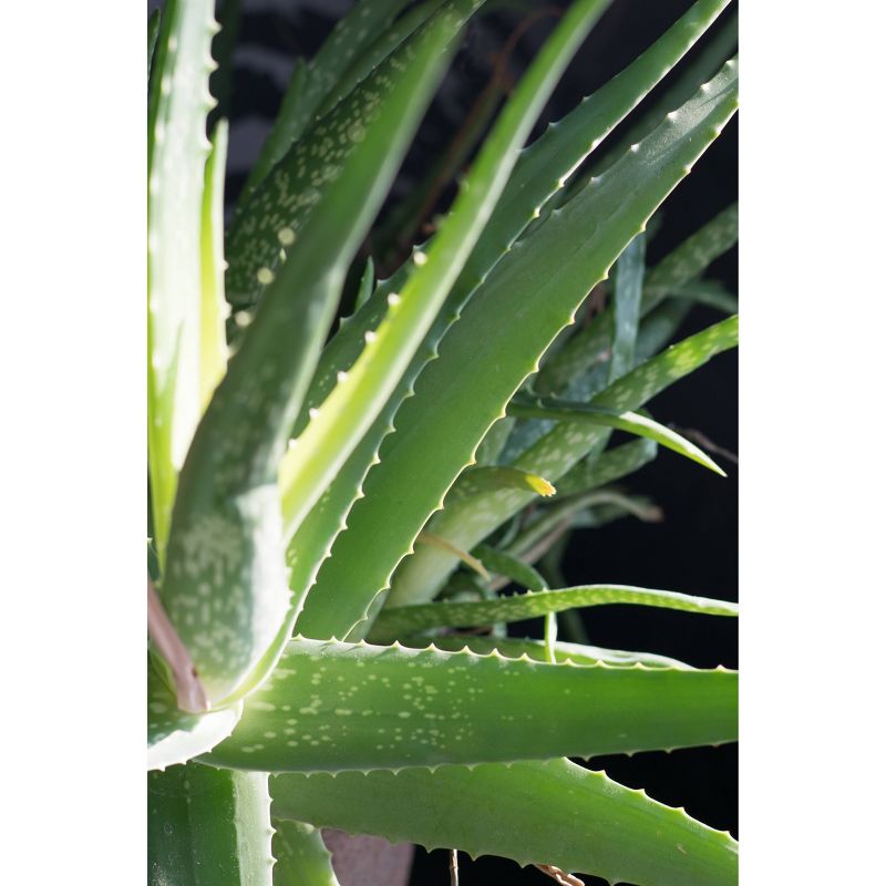 Potted Faux Succulent Plant - AB Home Inc.