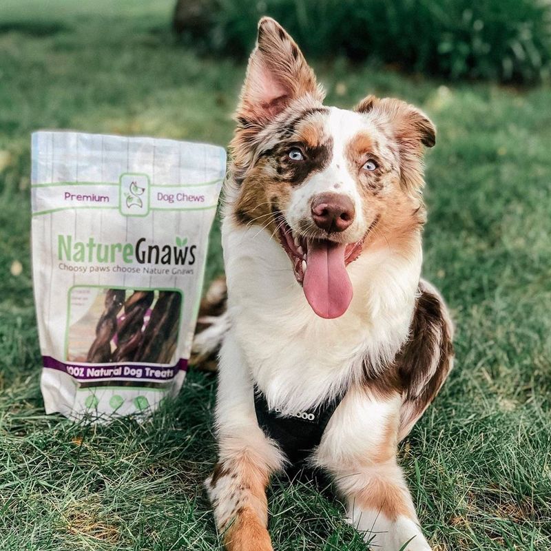 Nature Gnaws Braided Bully Sticks 5-6" Beef Dog Treats- 10ct