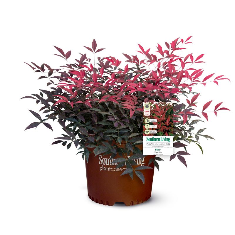 Nandina Southern Living 'Flirt' 3gal U.S.D.A. Hardiness Zones 6-10 - 1pc - National Plant Network