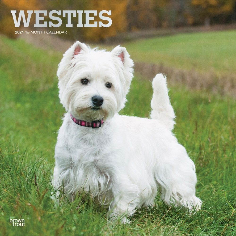 BrownTrout,  West Highland Terriers Wall Calendar 2021