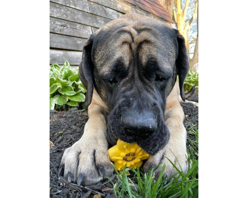 Loving Pets Gourmet Sweet Potato Biscuit & Chicken Wraps (8 oz Pack)