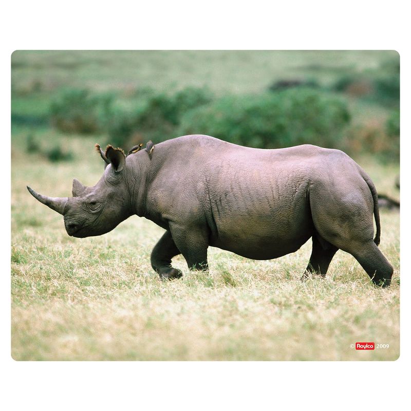 Roylco What's Inside Animals?