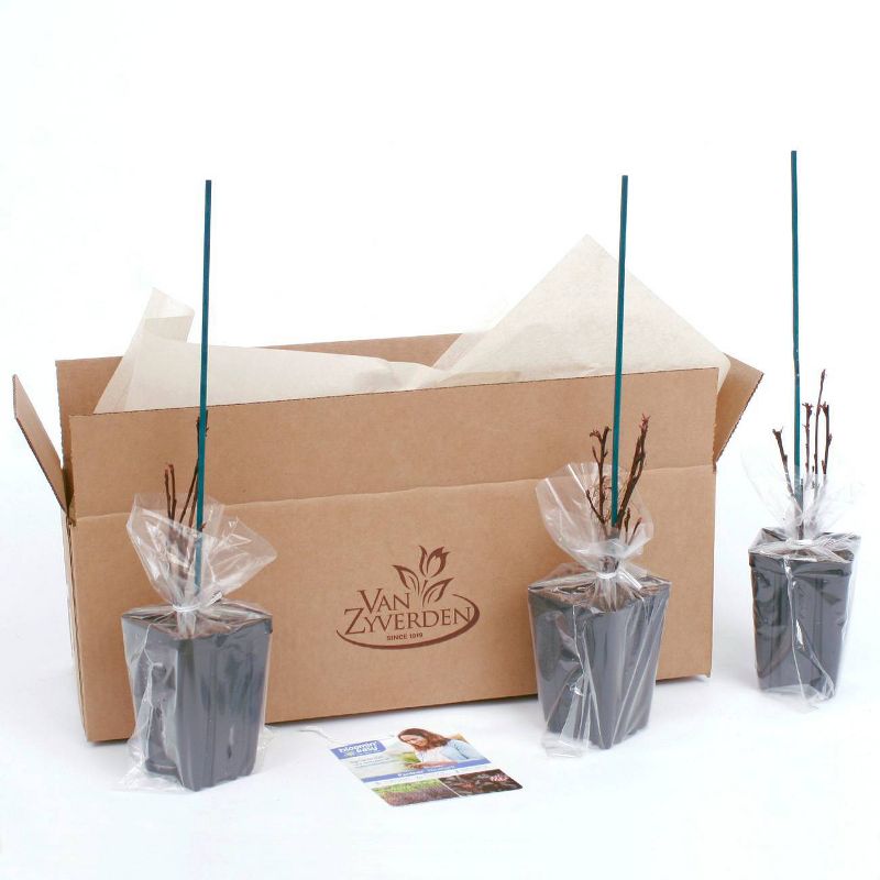 3ct Physocarpus Panther 4" Potted Rocketliners Plants - Van Zyverden