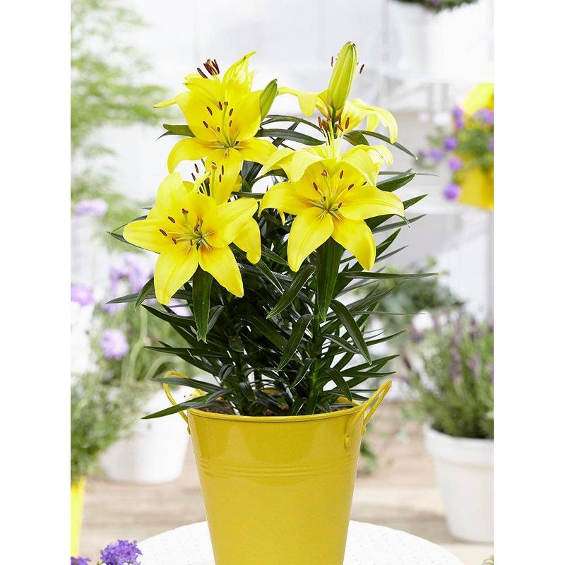 1ct Patio Lily Lemon Pixie in Yellow Metal Planter and Growers Pot - Van Zyverden