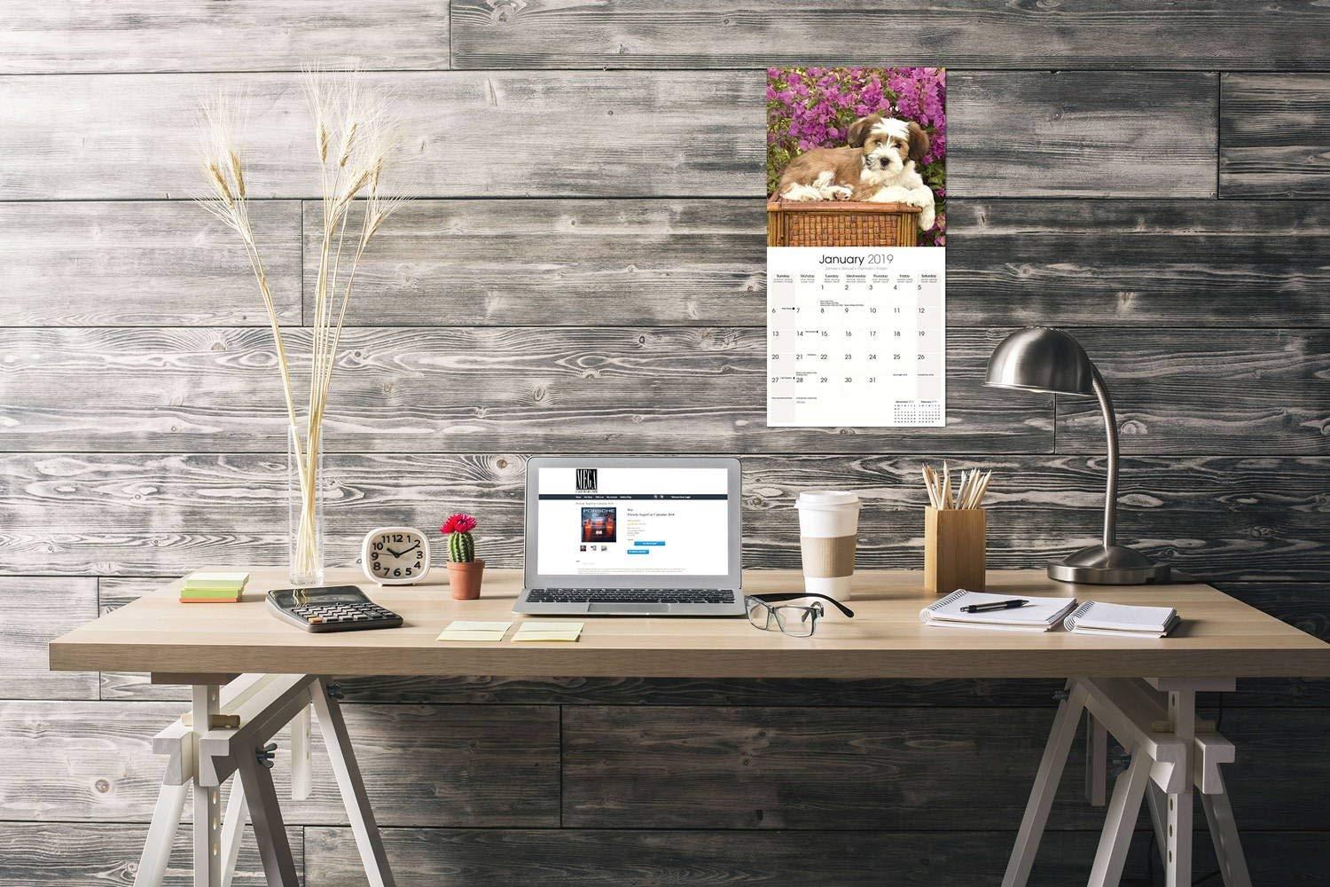 Tibetan Terrier Calendar 2019 - Dog Breed Calendar - Wall Calendar 2018-2019