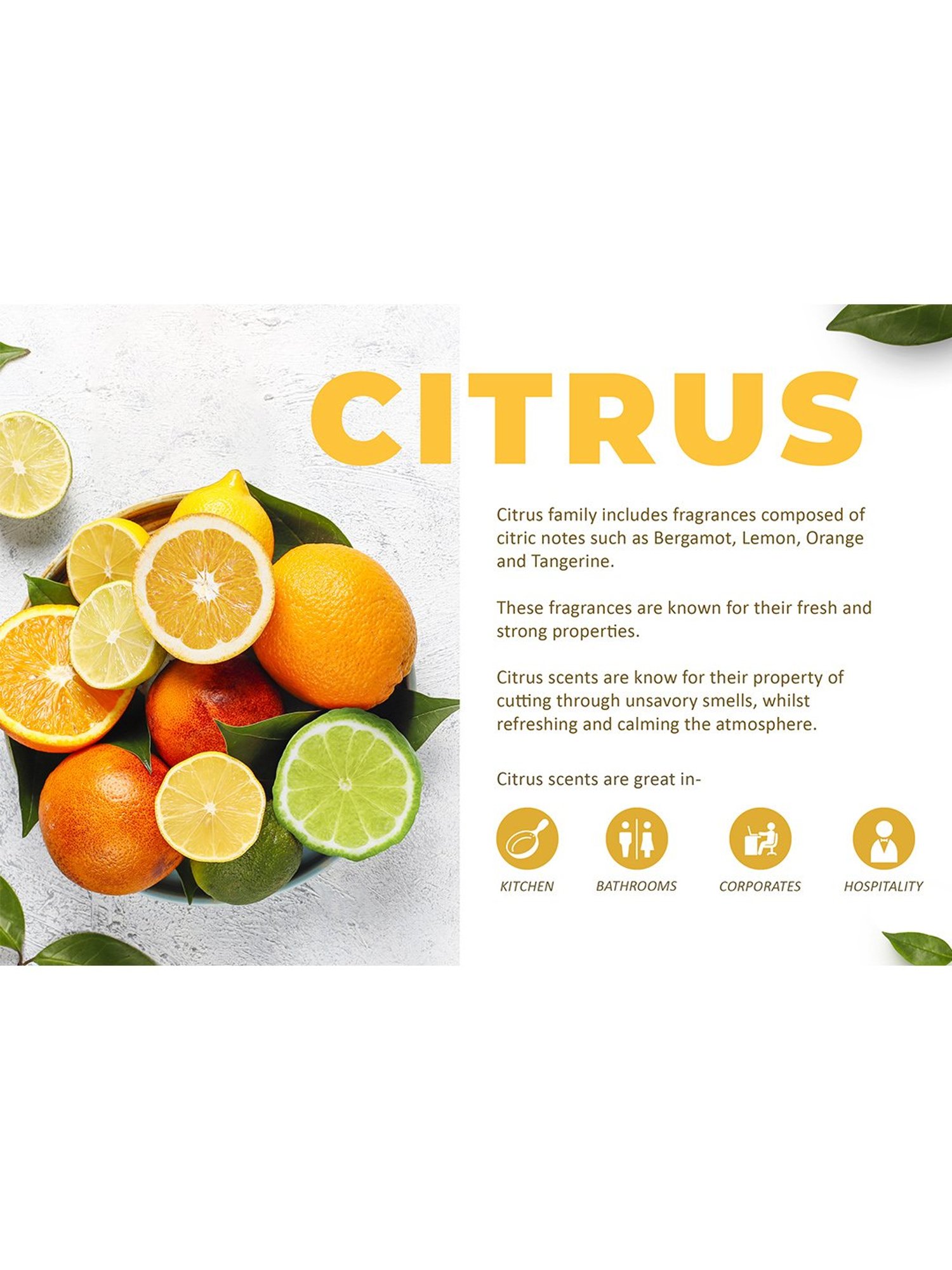 Rosemoore Aroma diffuser Burner Oil Eucalyptus & Kaffir Lime - (1000 ml)