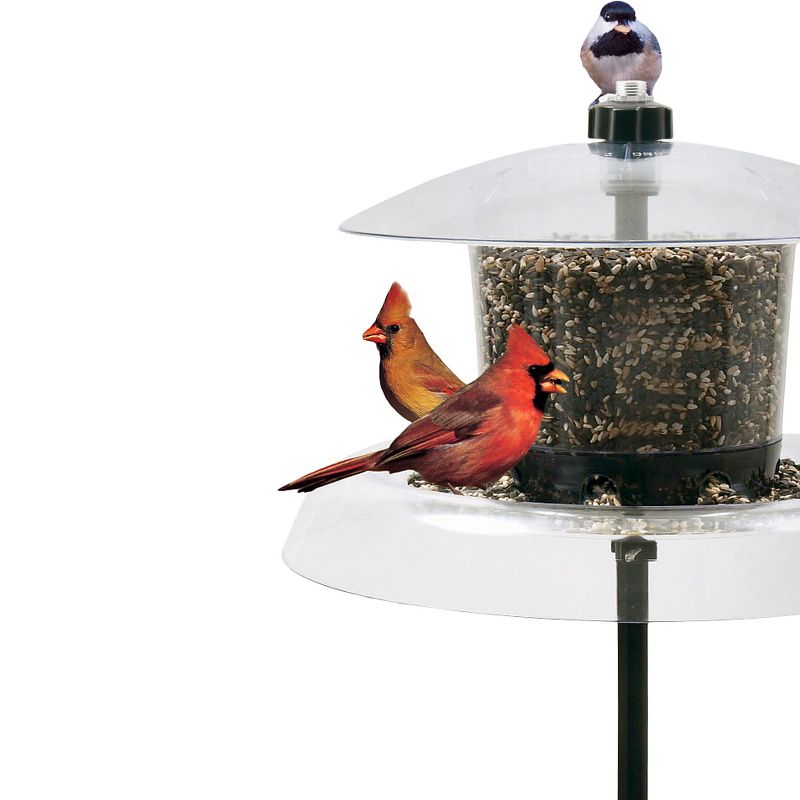 Droll Yankees Jagunda with Auger Squirrel Proof Platform and Hopper Feeder