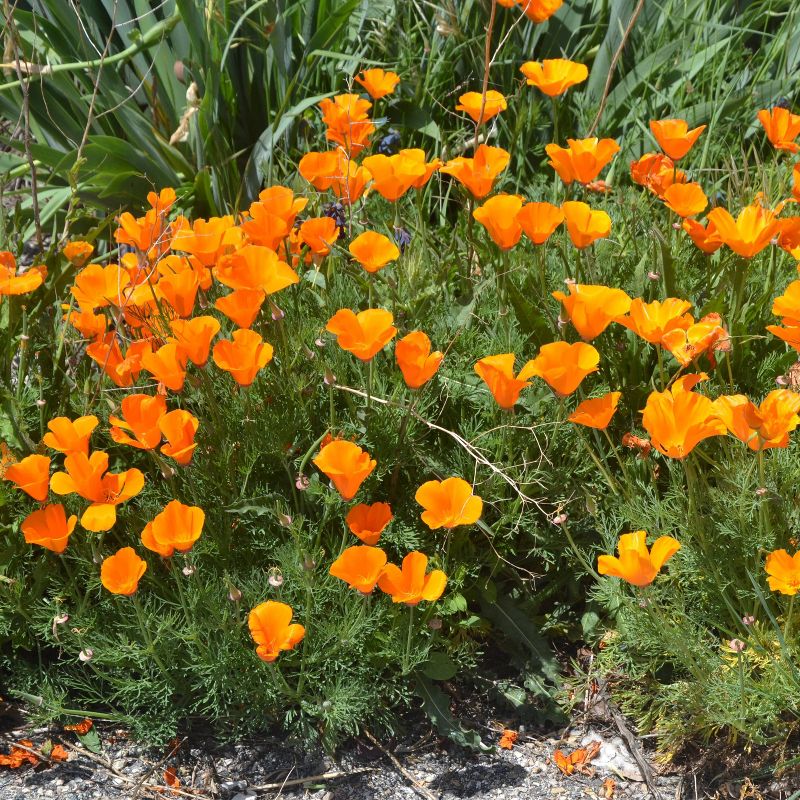 2pk California Poppy Seed Grow Kit - The Jonsteen Company