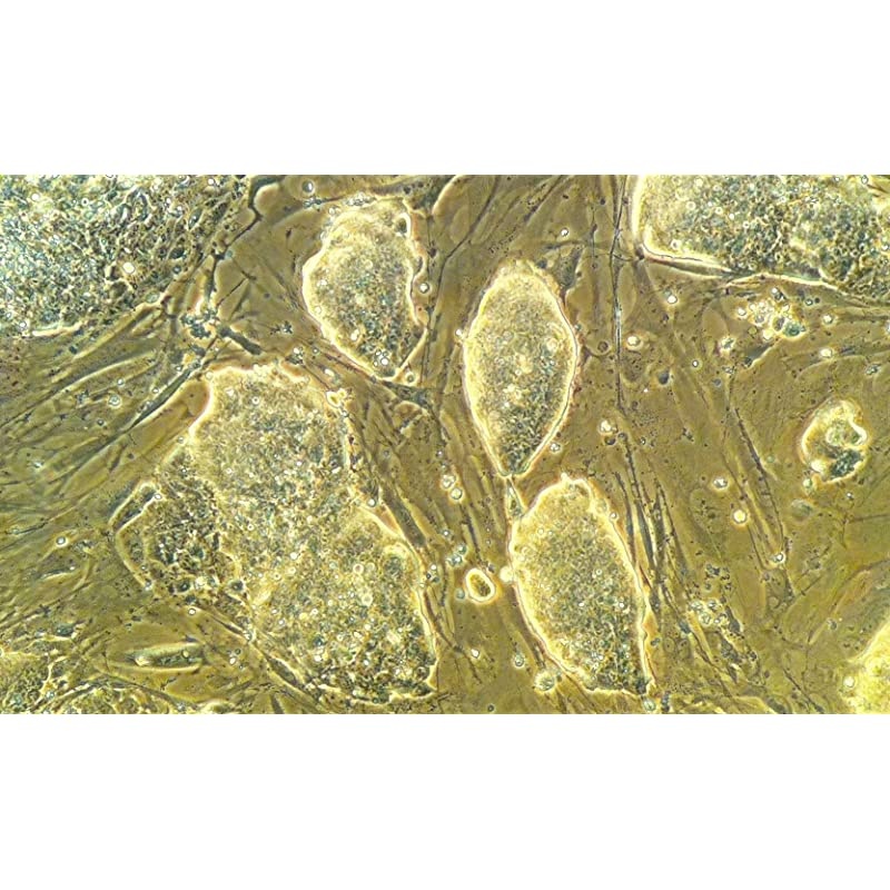 Microscope/Telescope Adapter for iPhone X