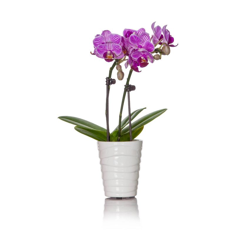 Just Add Ice 2.5" Purple Orchid in Ceramic