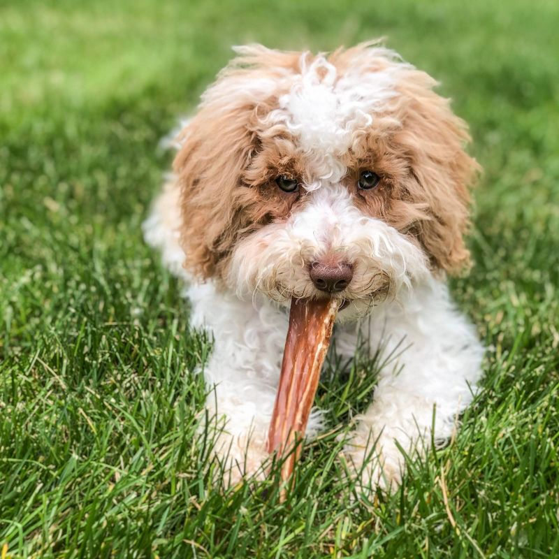 Nature Gnaws Paddywack Tendons Beef Dog Treats- 10ct