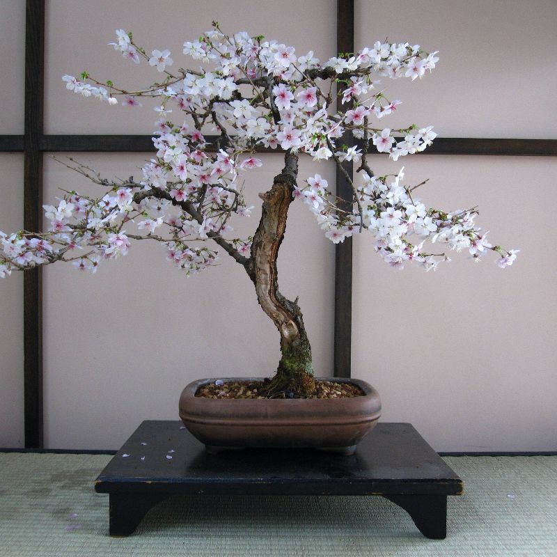 Van Zyverden Roses Mikado Root Stock