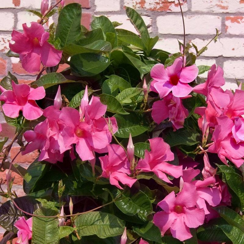 3pc Dipladenia Diamantina 'Opal Fuchsia Flamme'' - National Plant Network