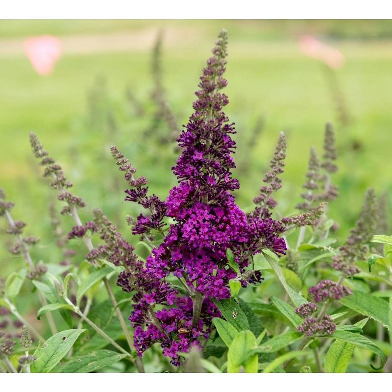 2.5qt 'RoyalRazz' Buddleia Plant with Purple Blooms - National Plant Network