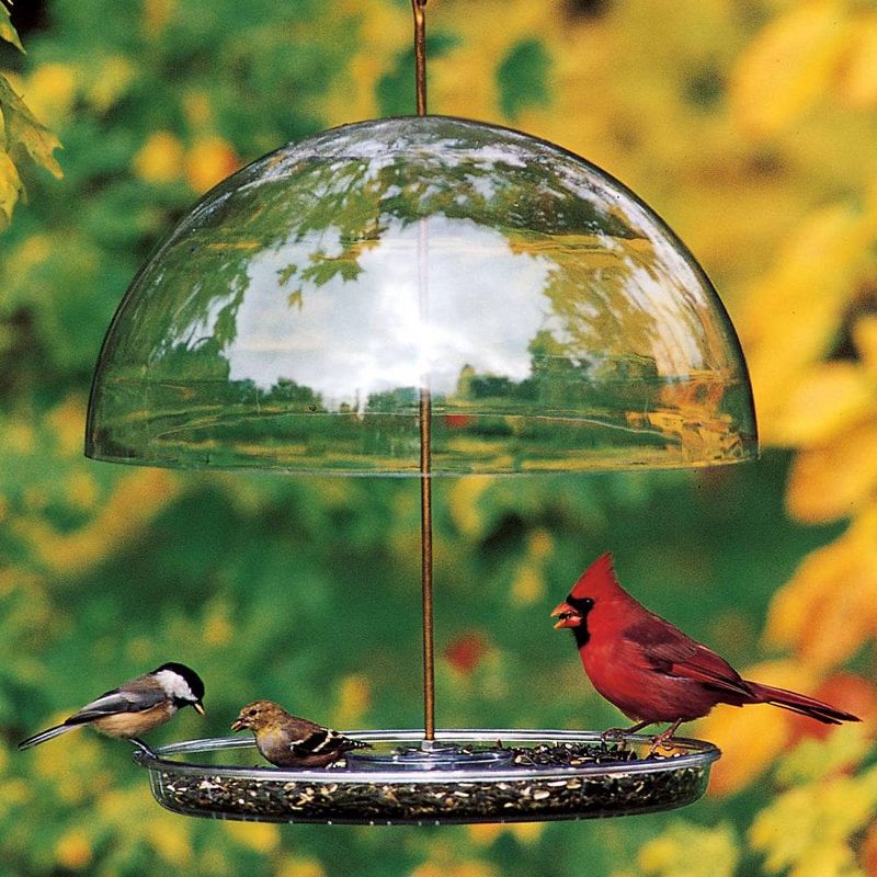 Droll Yankees Dorothy's Cardinal Domed Bird Feeder - Clear