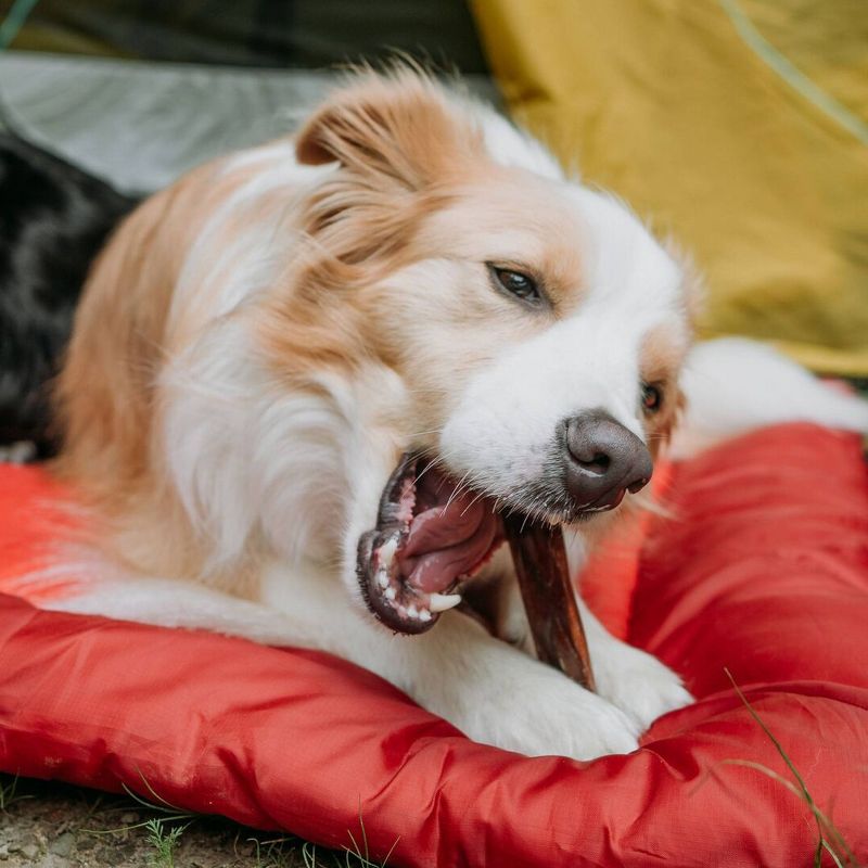 Nature Gnaws Jerky Chews 9-10" Beef Dog Treats- 20ct