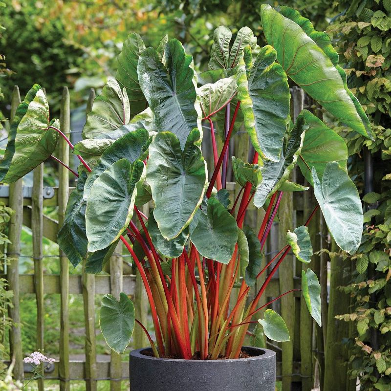 Van Zyverden Elephant Ears Bulbs Hawaiian Punch