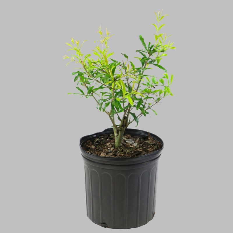 1pc Pomegranate Kara Bala Miursal - National Plant Network
