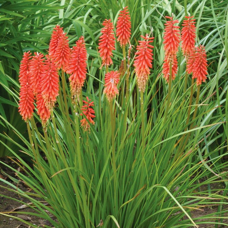 15ct Tritoma Top Choice Mixture Bulbs - Van Zyverden