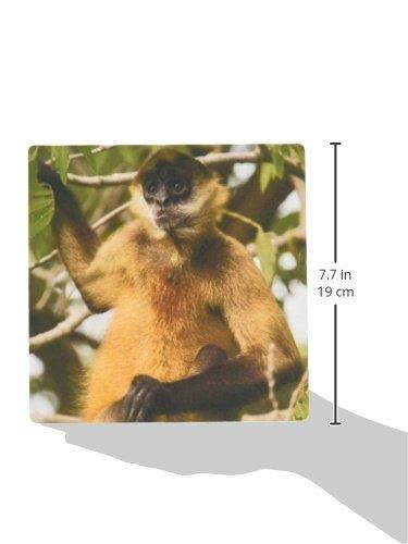 3dRose Nicaragua Spider Monkey Lake Nicaragua SA14 JME0068 John and Lisa Merrill Mouse Pad (mp_86869_1)