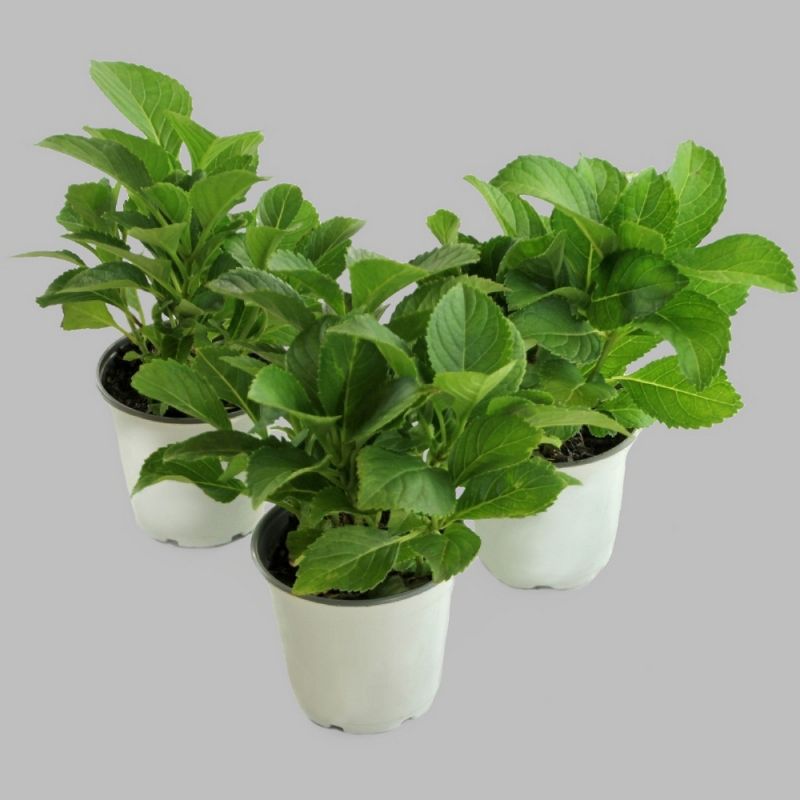3pc Hydrangea Penny Mac - National Plant Network