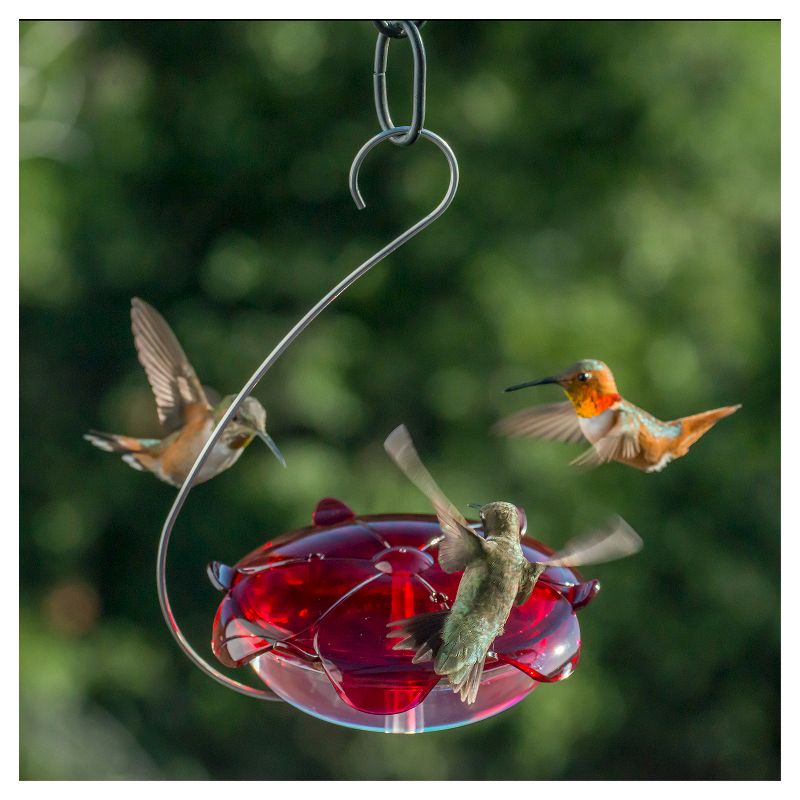 Droll Yankees The Ruby Sipper Hanging Hummingbird Feeder - Clear