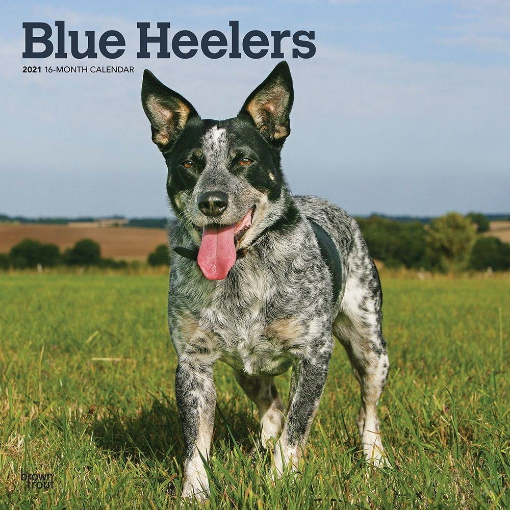 BrownTrout, 2021 Blue Heelers Wall Calendar