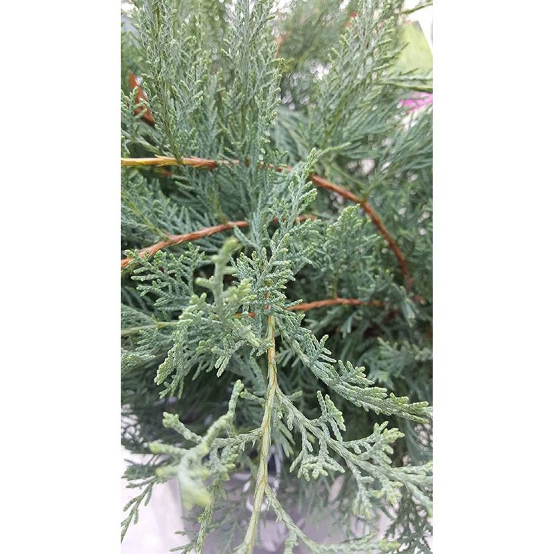 National Plant Network 2.5qt Owl Juniper Plant Gray