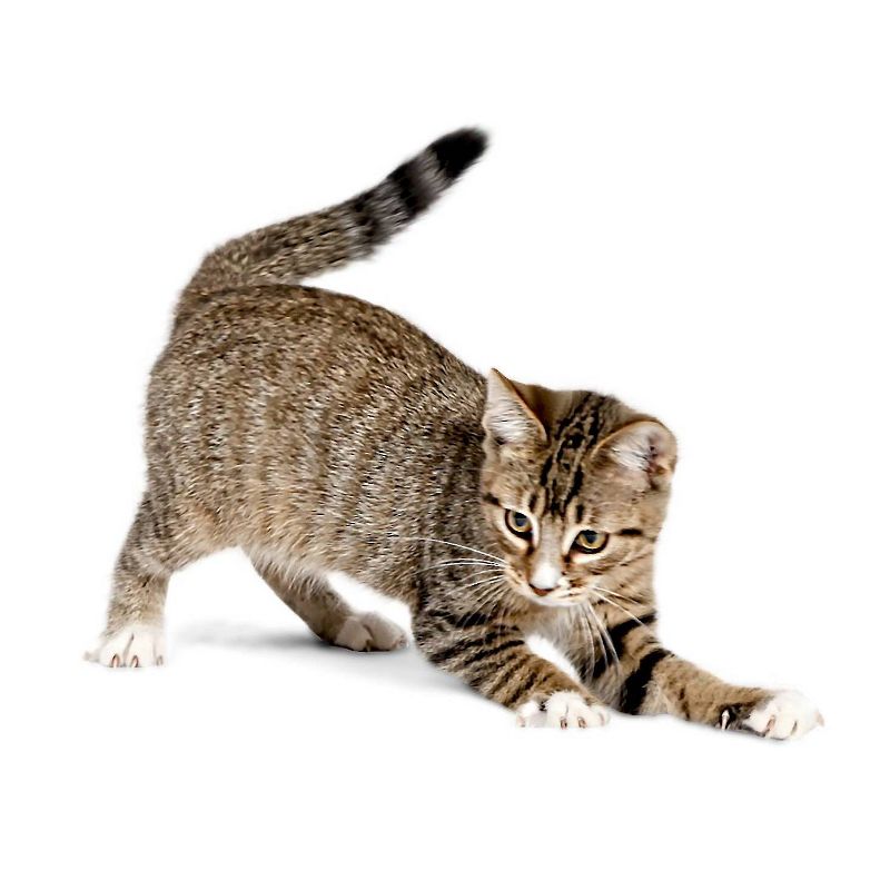 Premier Pet - Laser Cat Toy