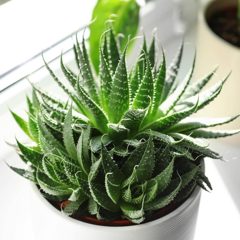 3pc Aloe Hedgehog - National Plant Network