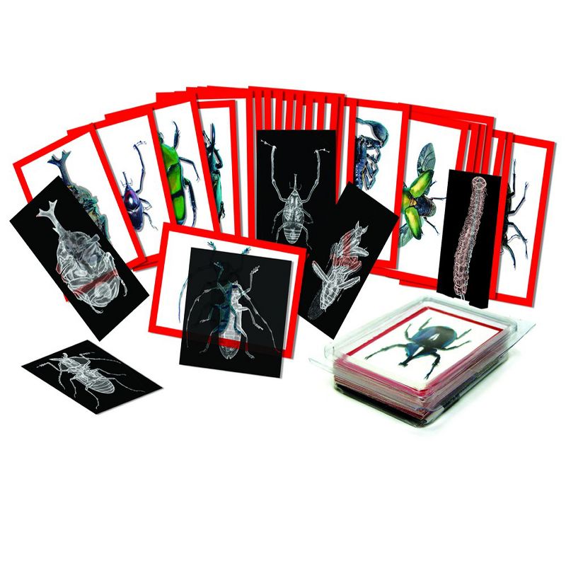 Roylco Insect X-Ray and Picture Cards