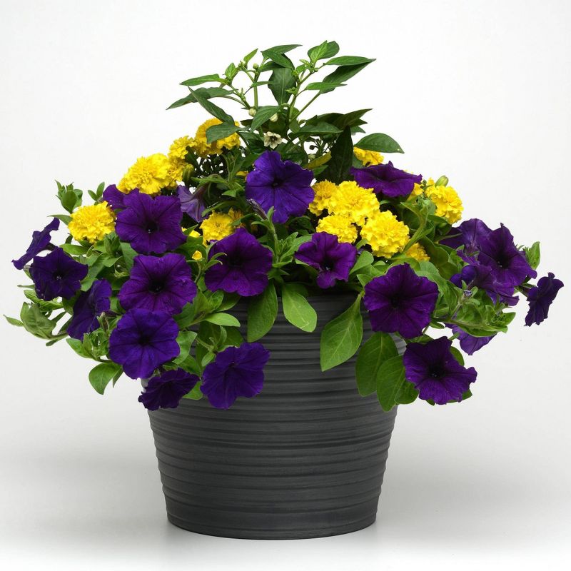 Burpee 3n1 Edible Garden Cantina Heat - National Plant Network