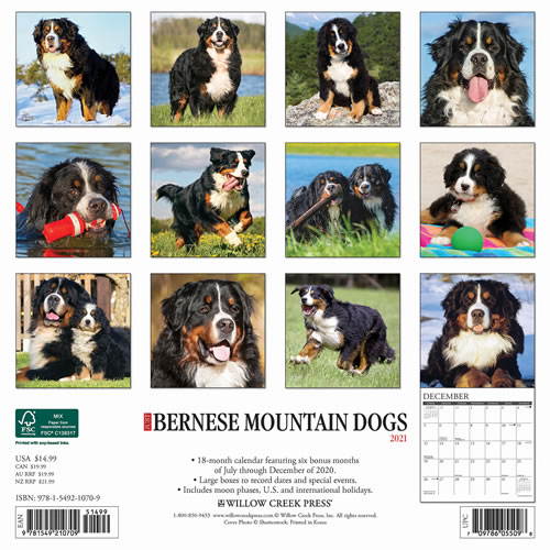 2021 Bernese Mountain Dogs Wall