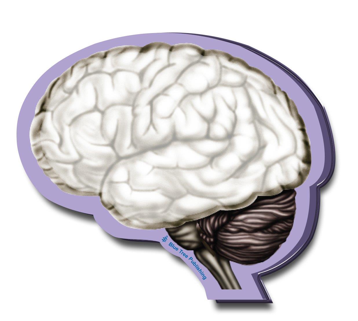 Brain Sticky Notes, 4 Packs-100 Sheets Per Pack