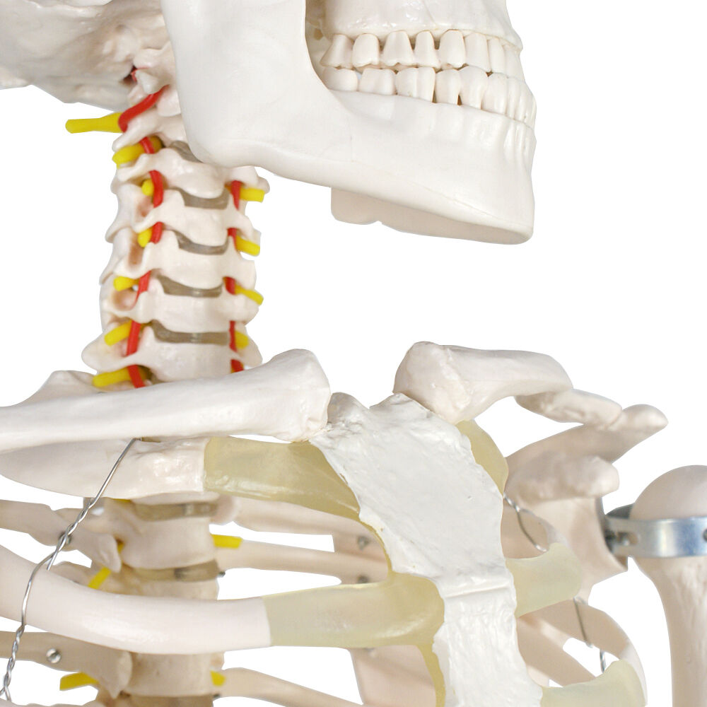 70'' Scientific Human Skeleton Model Anatomical Skeleton with Rolling Stand