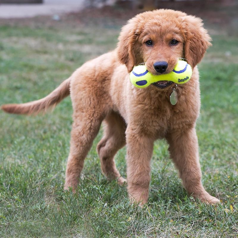 KONG Air Dog Squeaker Dumbbell Dog Toy - M
