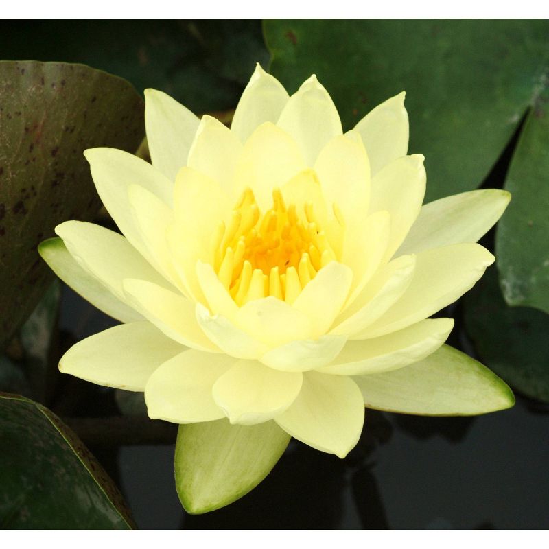 Van Zyverden Premium Series Water Lily Joey Tomocik Kit