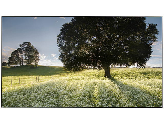 LG 42SH7DB-B 42" Display