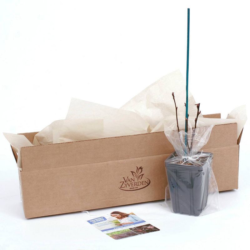 Physocarpus Panther 4" Potted Rocketliners - Van Zyverden