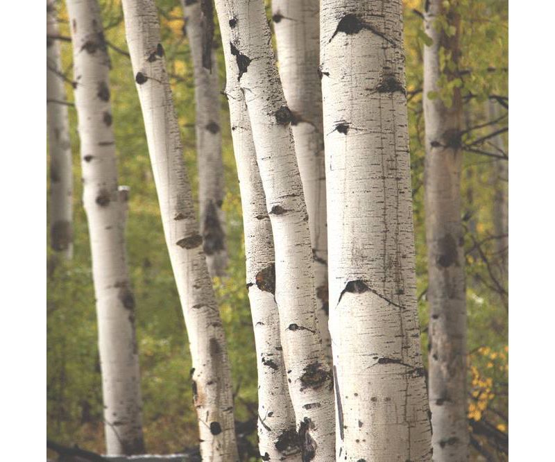 2pk Quaking Aspen Seed Grow Kit - The Jonsteen Company