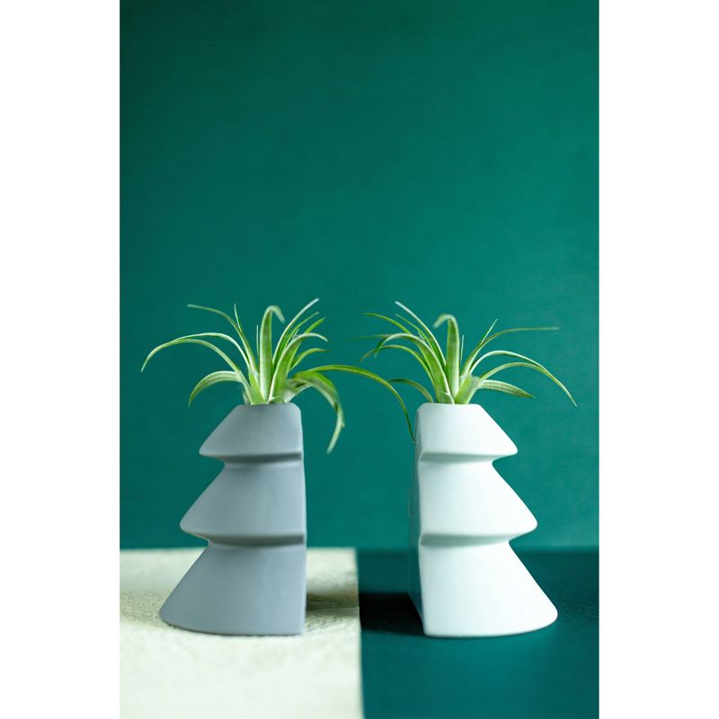 Van Zyverden Roses Mikado Root Stock