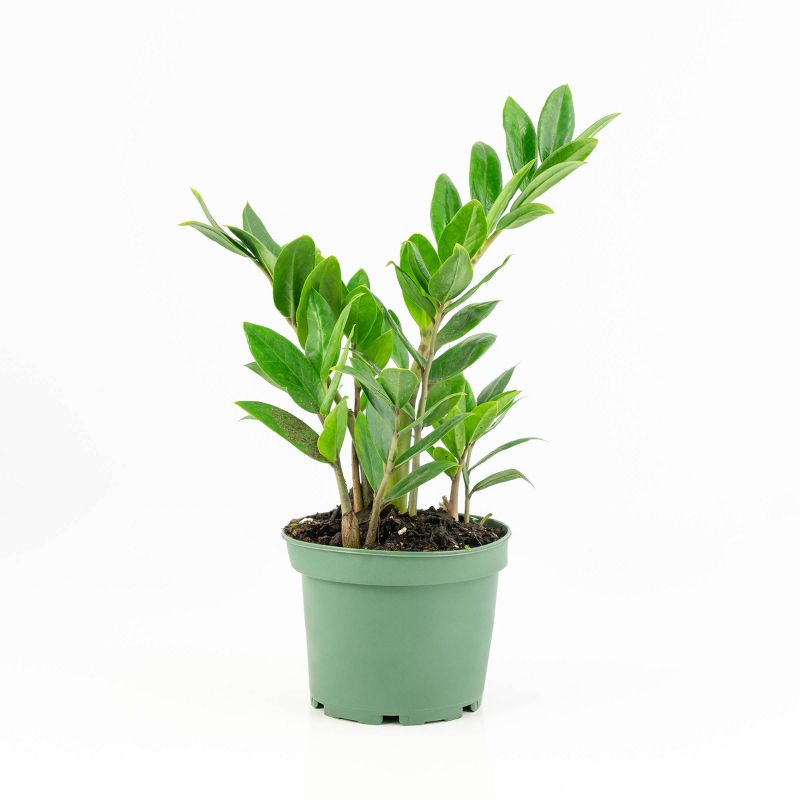 ZZ Plant - National Plant Network