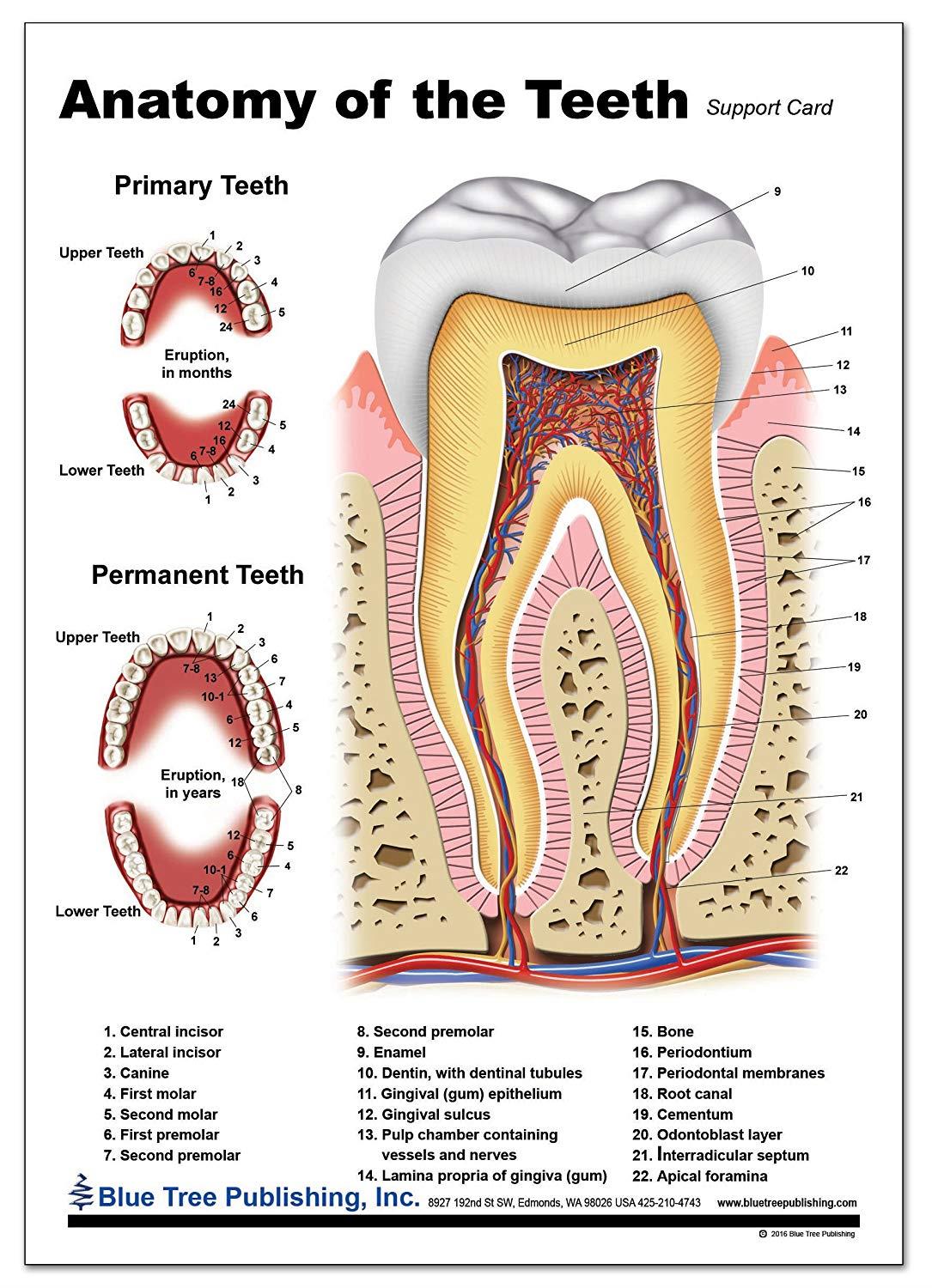 Dental (Tooth Card)