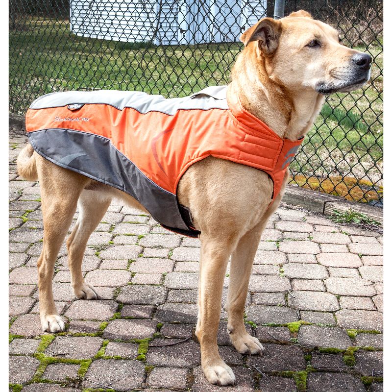 Pet Apparel Helios Dog Coat - M - Orange Dark Gray Light Gray