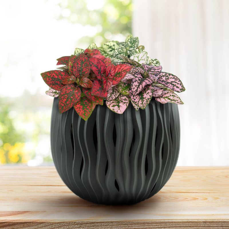 Houseplants Wave Grow Pot Gray - Buzzy Seeds