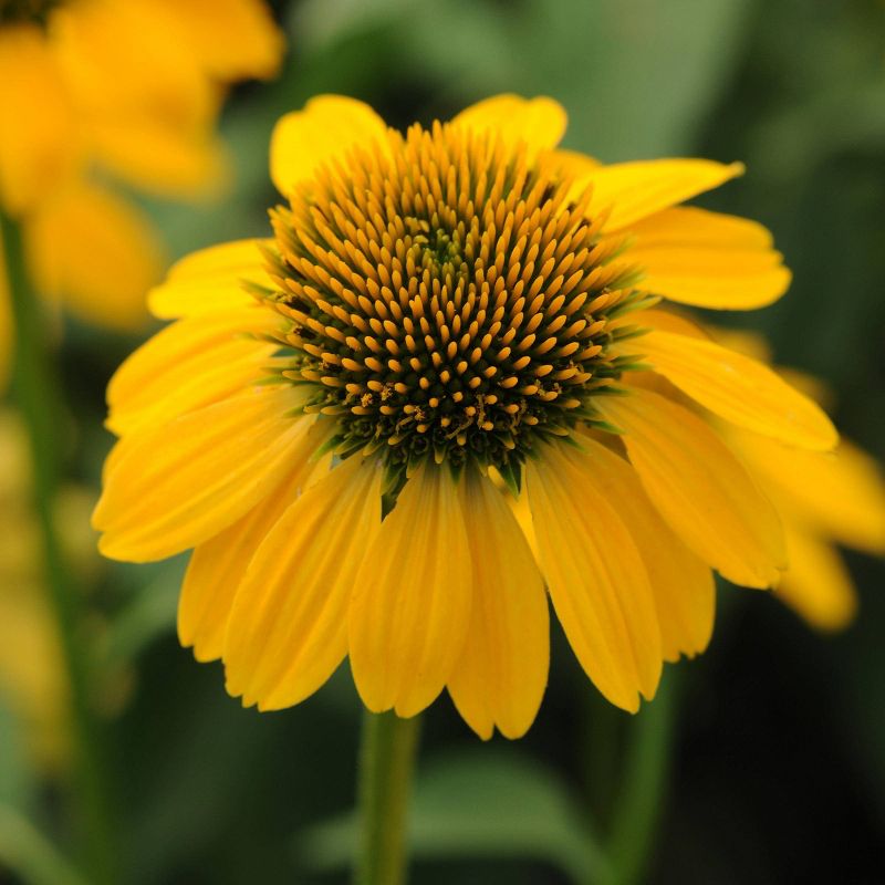 3pc Burpee Echinacea Lemon Yellow Sombrero - National Plant Network