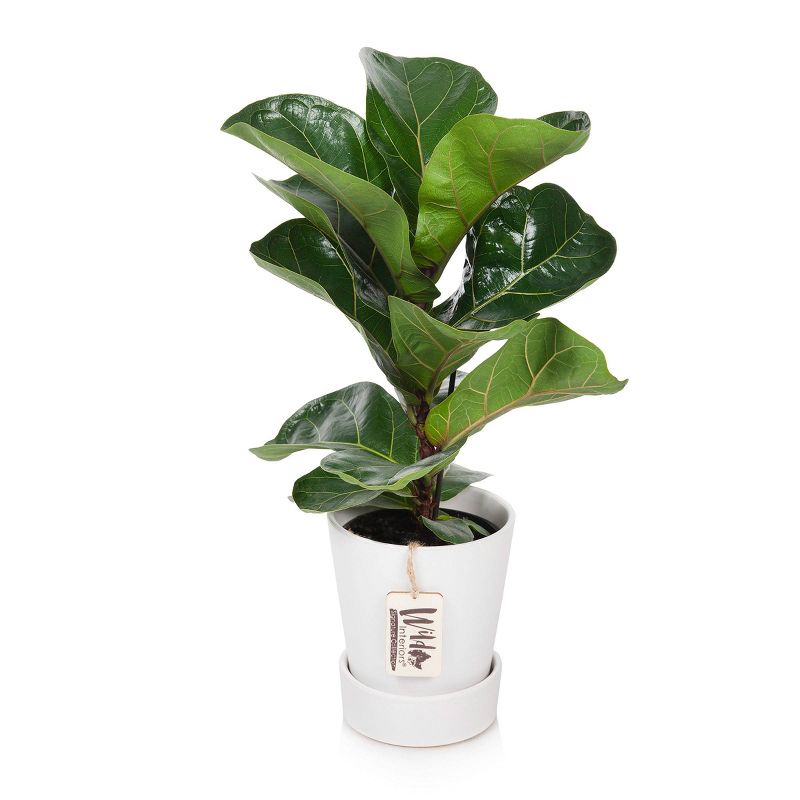 Wild Interiors 5" Fiddle Leaf Fig Signature Foliage in Ceramic